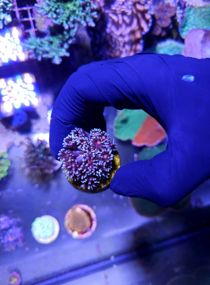 Színes tengeri hal 1. hét