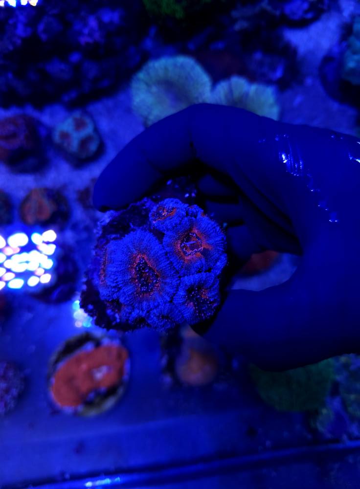 SPS korall friss december 1. hét