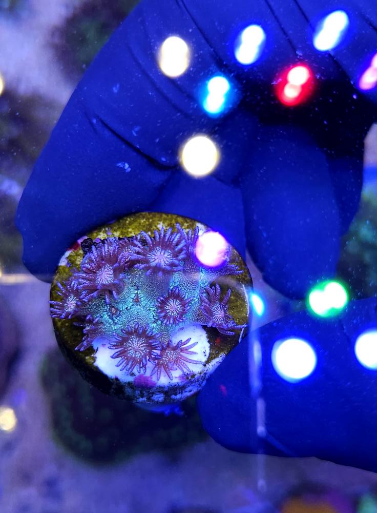 Trópusi hal december érkezés 1. hét