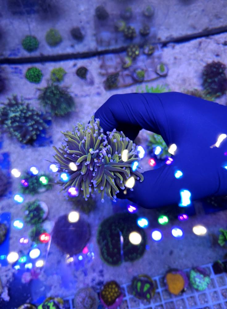 Narancs-kék korall 1. hét 2025