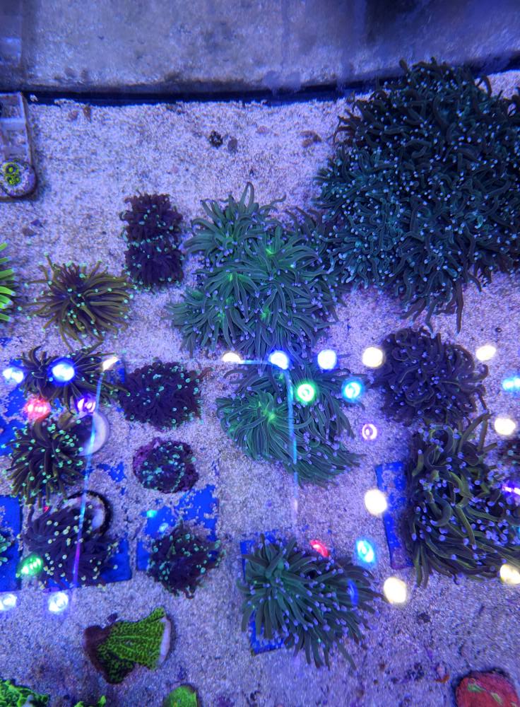 Tengeri hal új beszállítás 1. hét