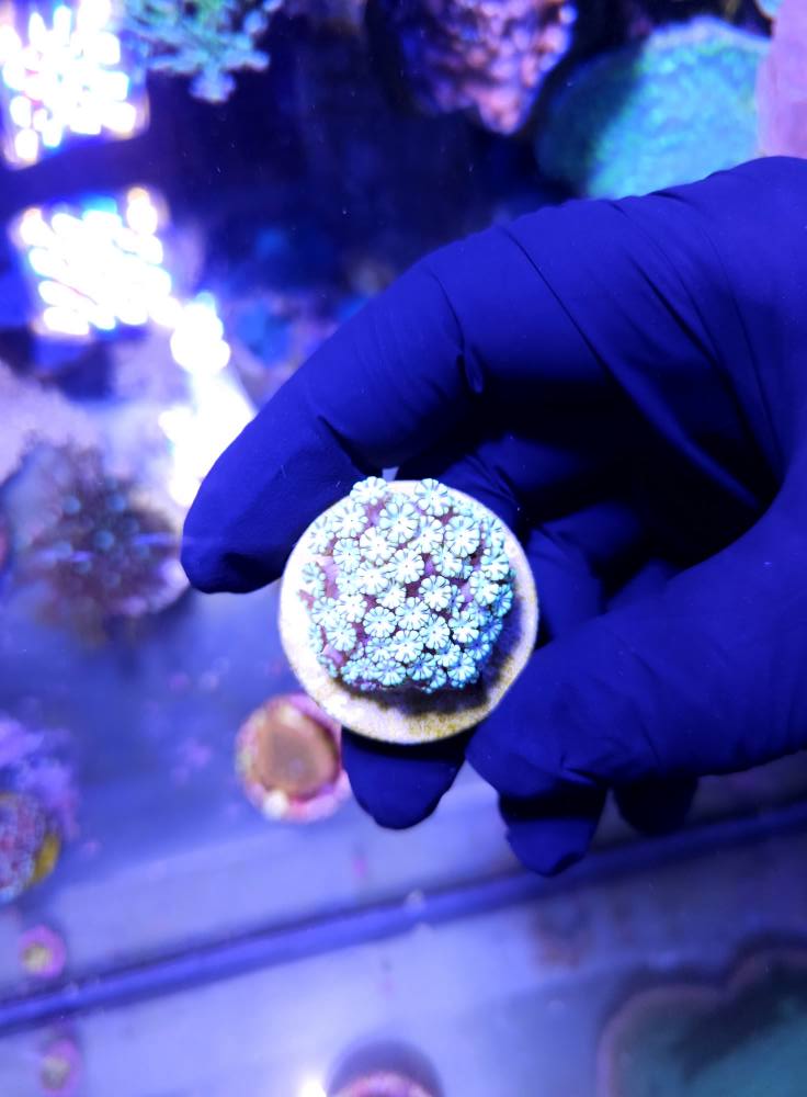 Speciális korall december 1. hét