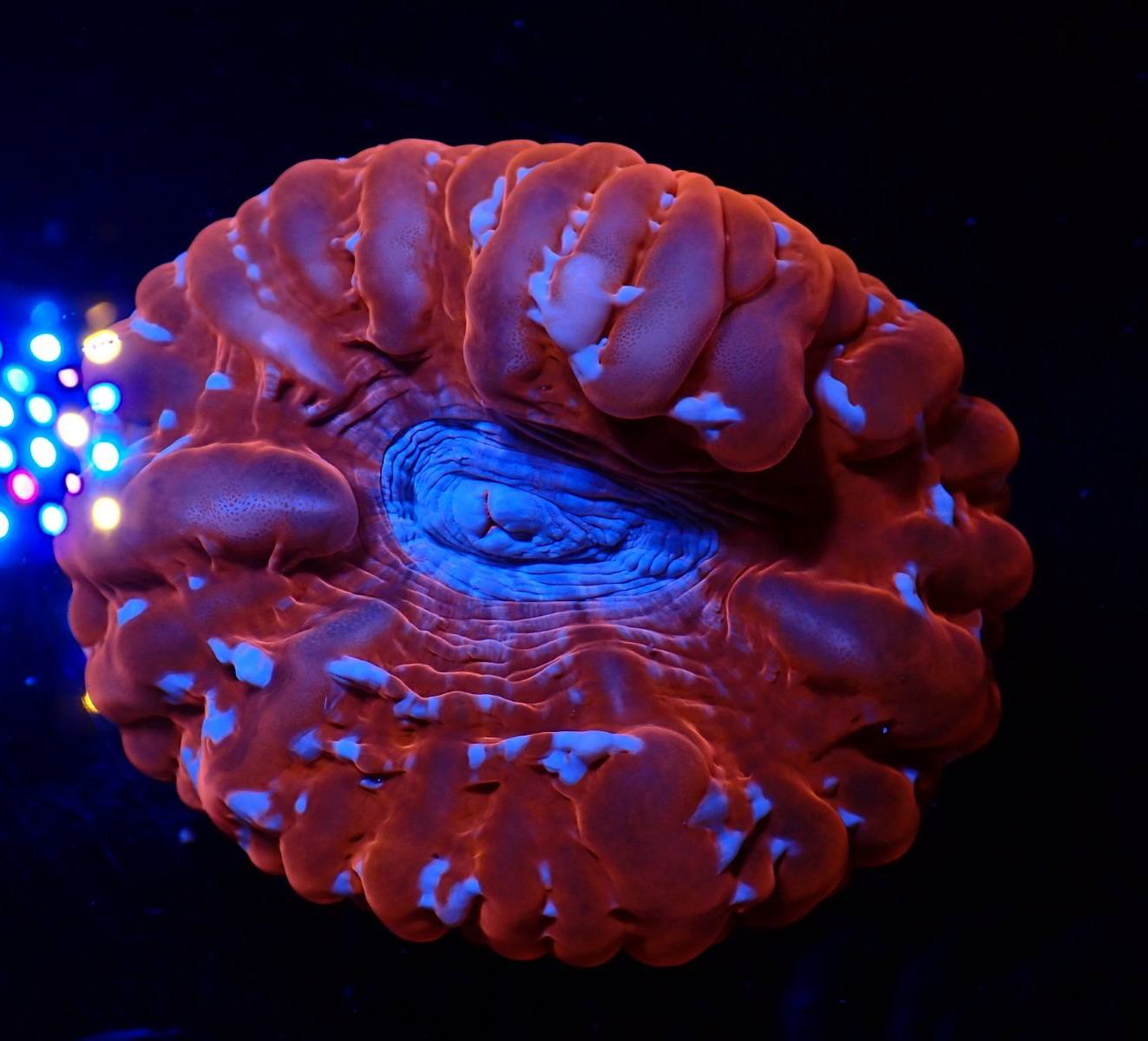 Tengeri korall friss érkezés február 2026 8. hét