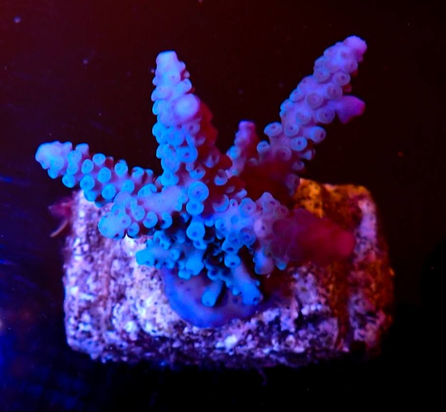 Tengeri hal új szállítmány február 2026 8. hét