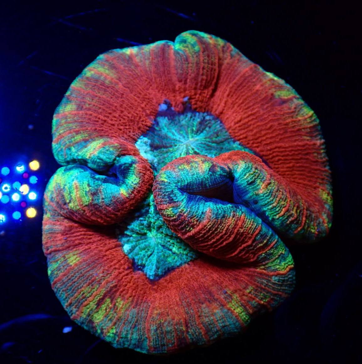 LPS korall friss február 2026 8. hét