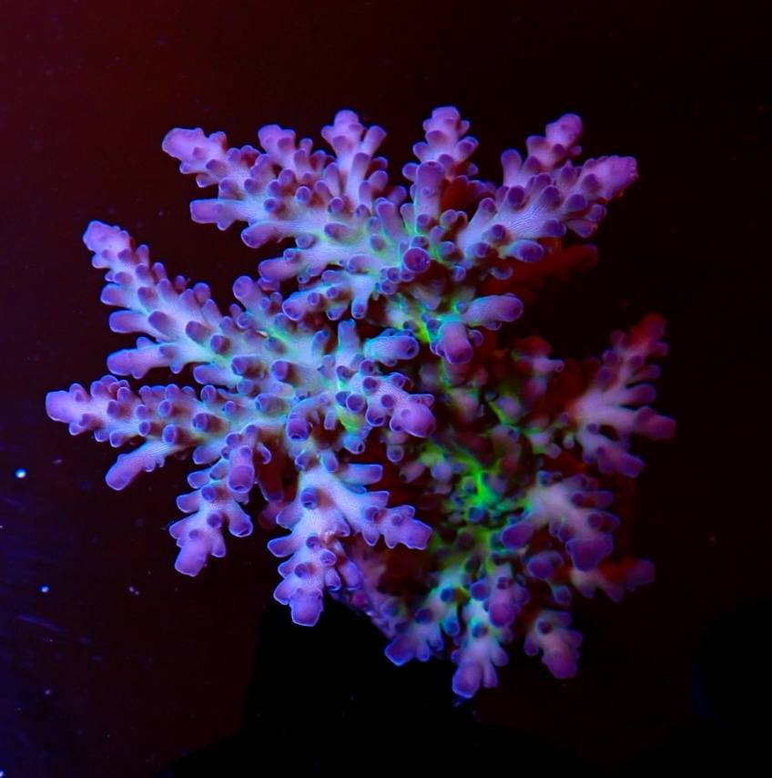 Trópusi tengeri hal most érkezett 8. hét 2026