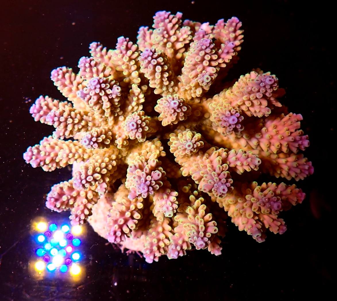 Kék tengeri hal friss érkezés február 2026