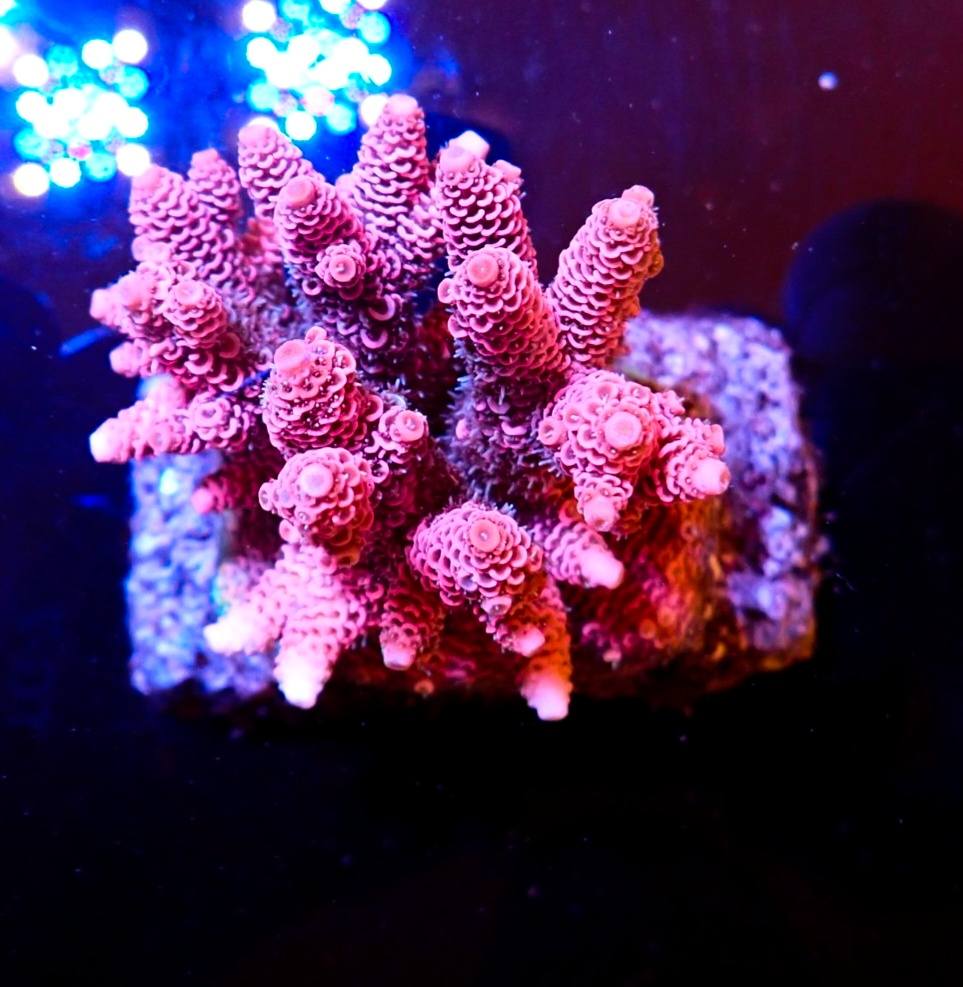 Tengeri anemóna 8. heti szállítmány 2026