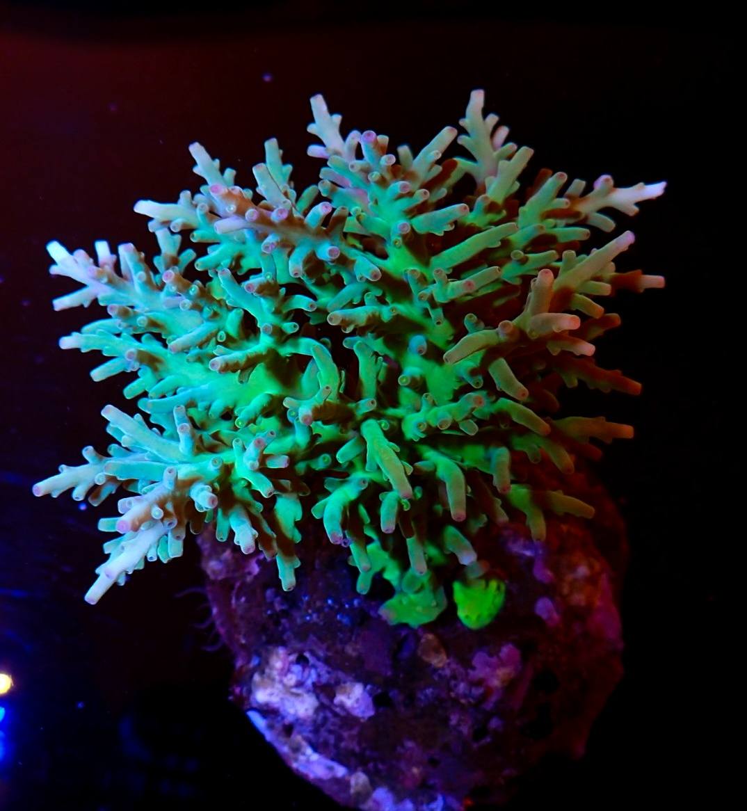 Sárga tengeri hal friss február 2026 8. hét