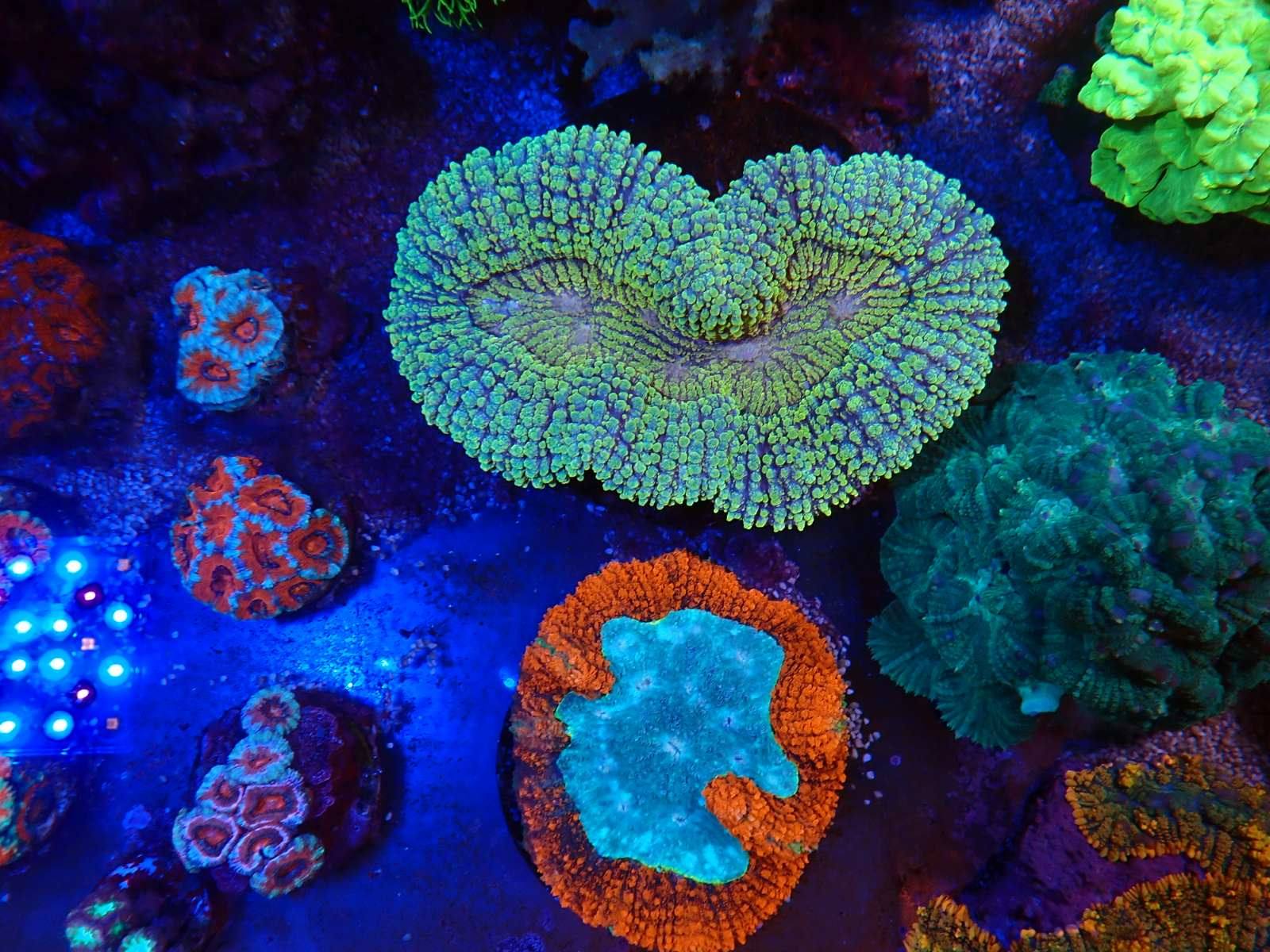 Élénk színű korall február 2026 8. hét