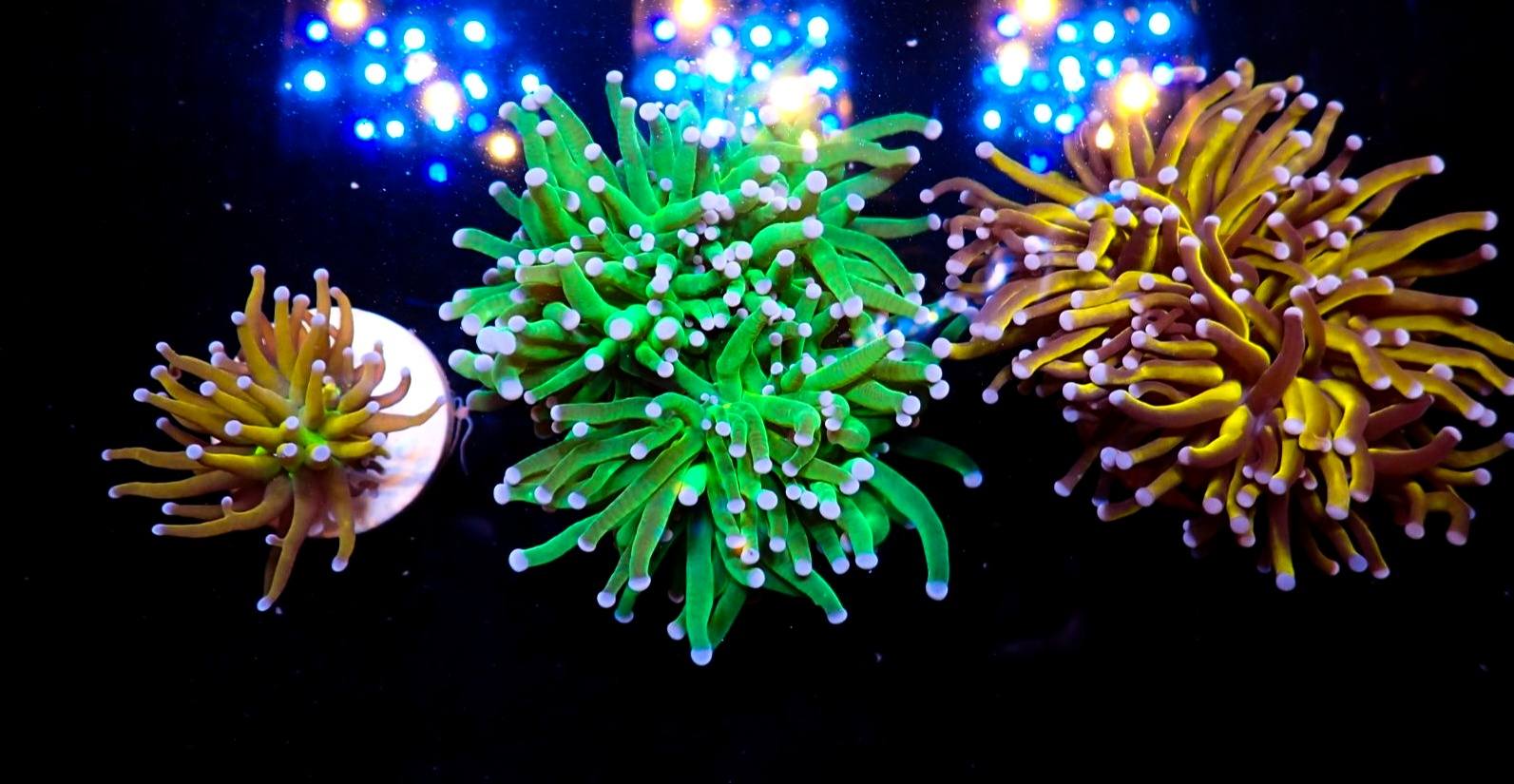 Narancs tengeri hal 8. hét 2026