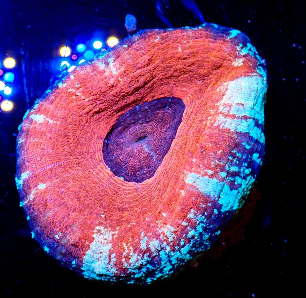 Nagy LPS korall telep 8. hét február 2026