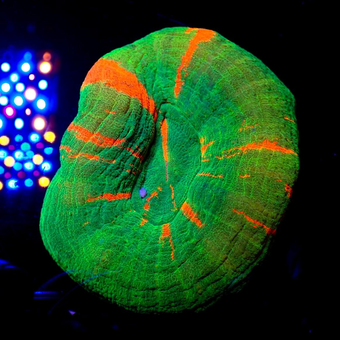 Különleges tengeri élőlény február 2026 8. hét