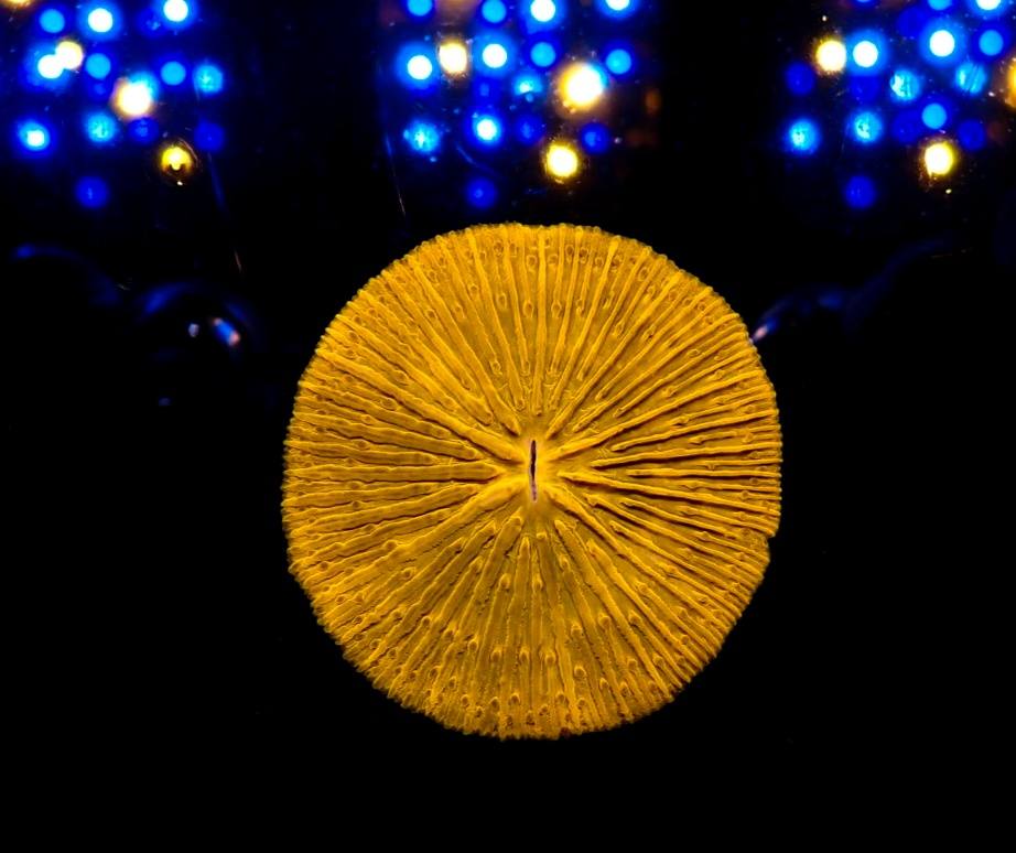 Lila tengeri korall 8. heti érkezés 2026