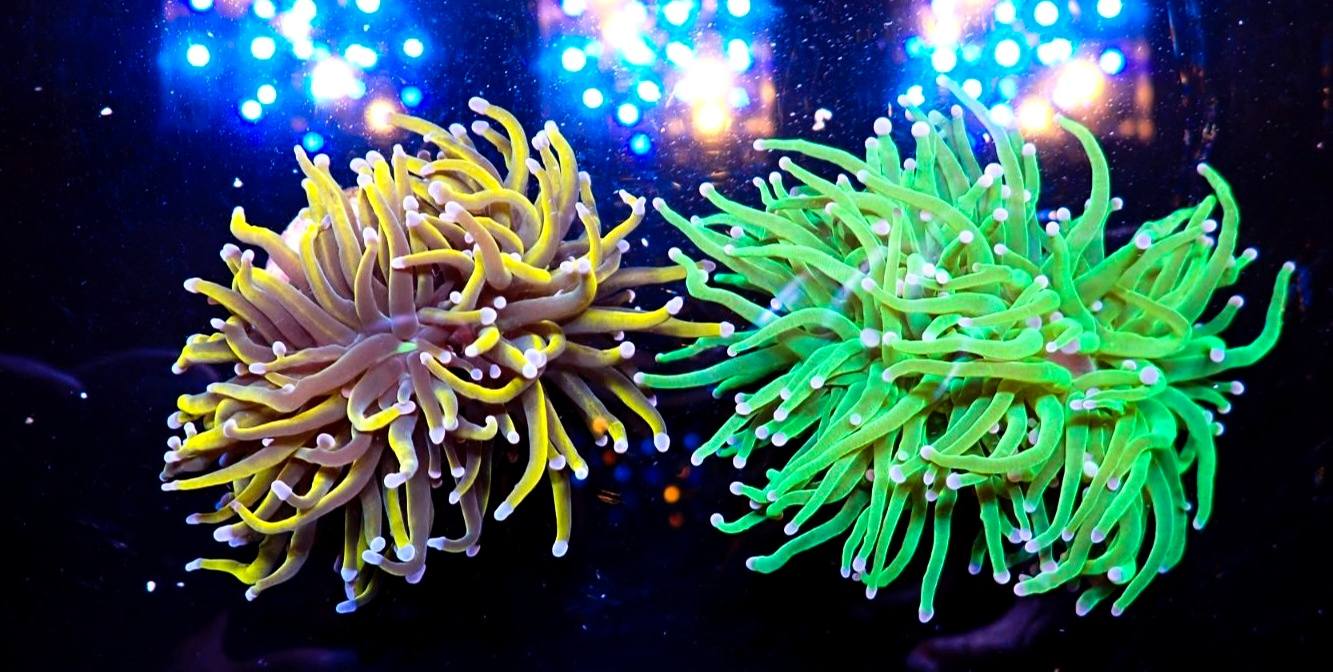 Ritka tengeri hal február 8. hét 2026