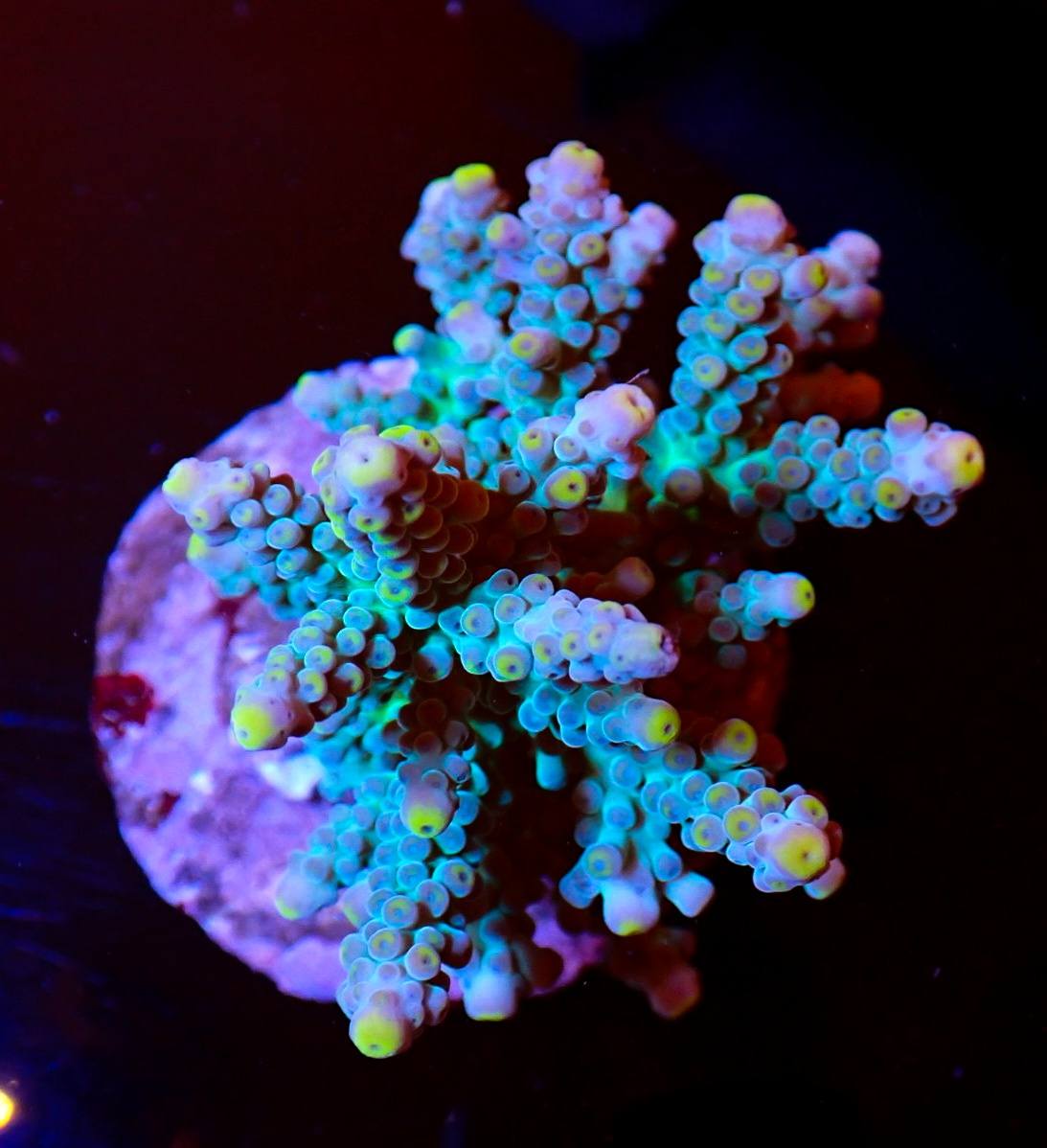 Kecses tengeri hal 8. hét 2026