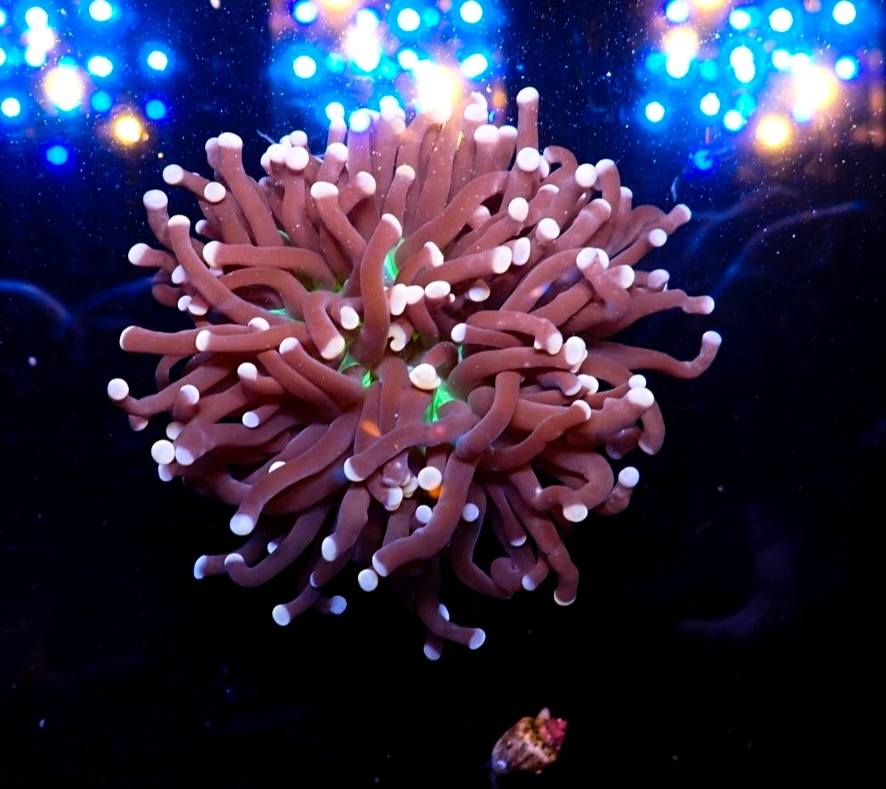 Fluoreszkáló korall február 2026 8. hét