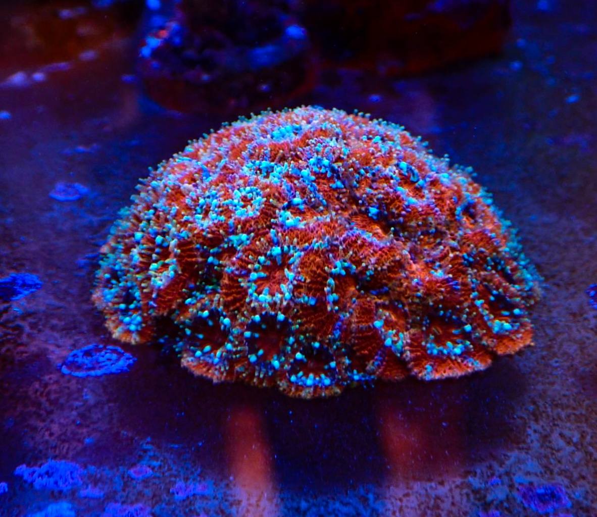 Csíkos tengeri hal friss 8. hét február 2026