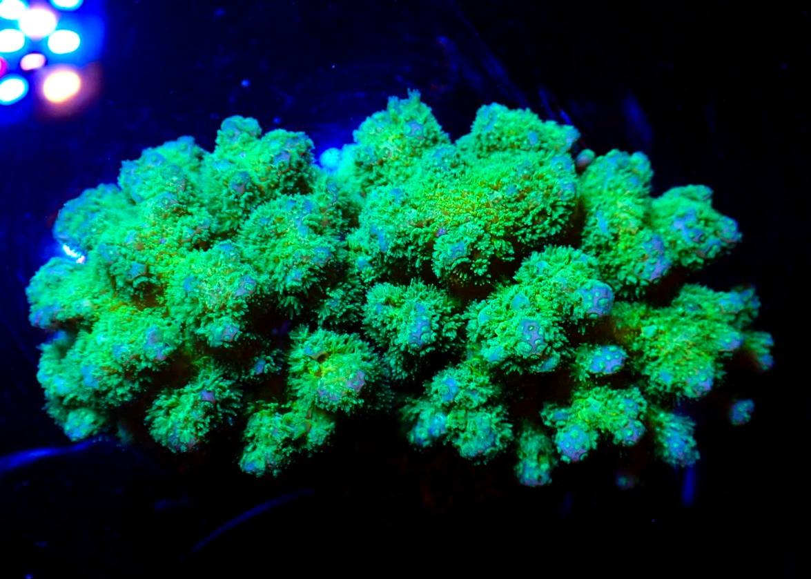 Vibráló színű korall 8. hét 2026 február