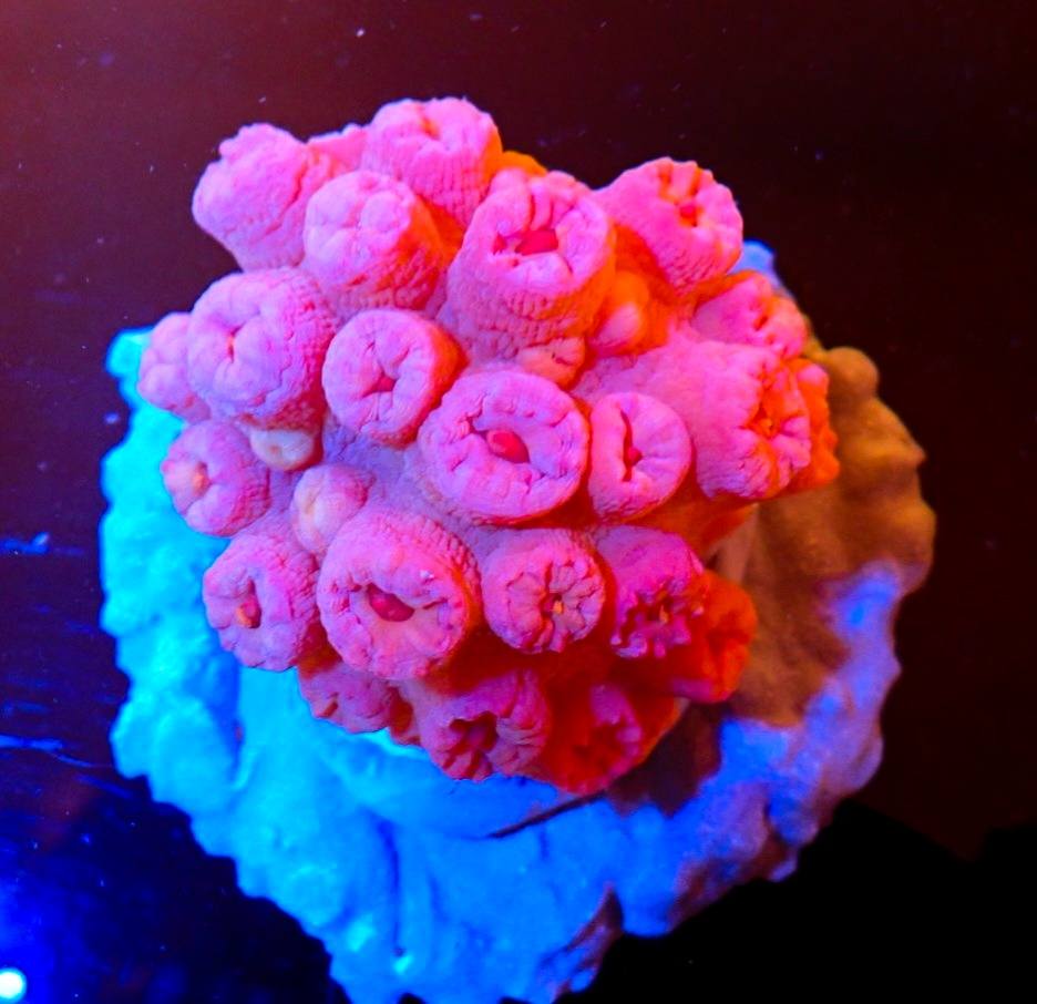 Trópusi tengeri élőlény friss február 2026 8. hét