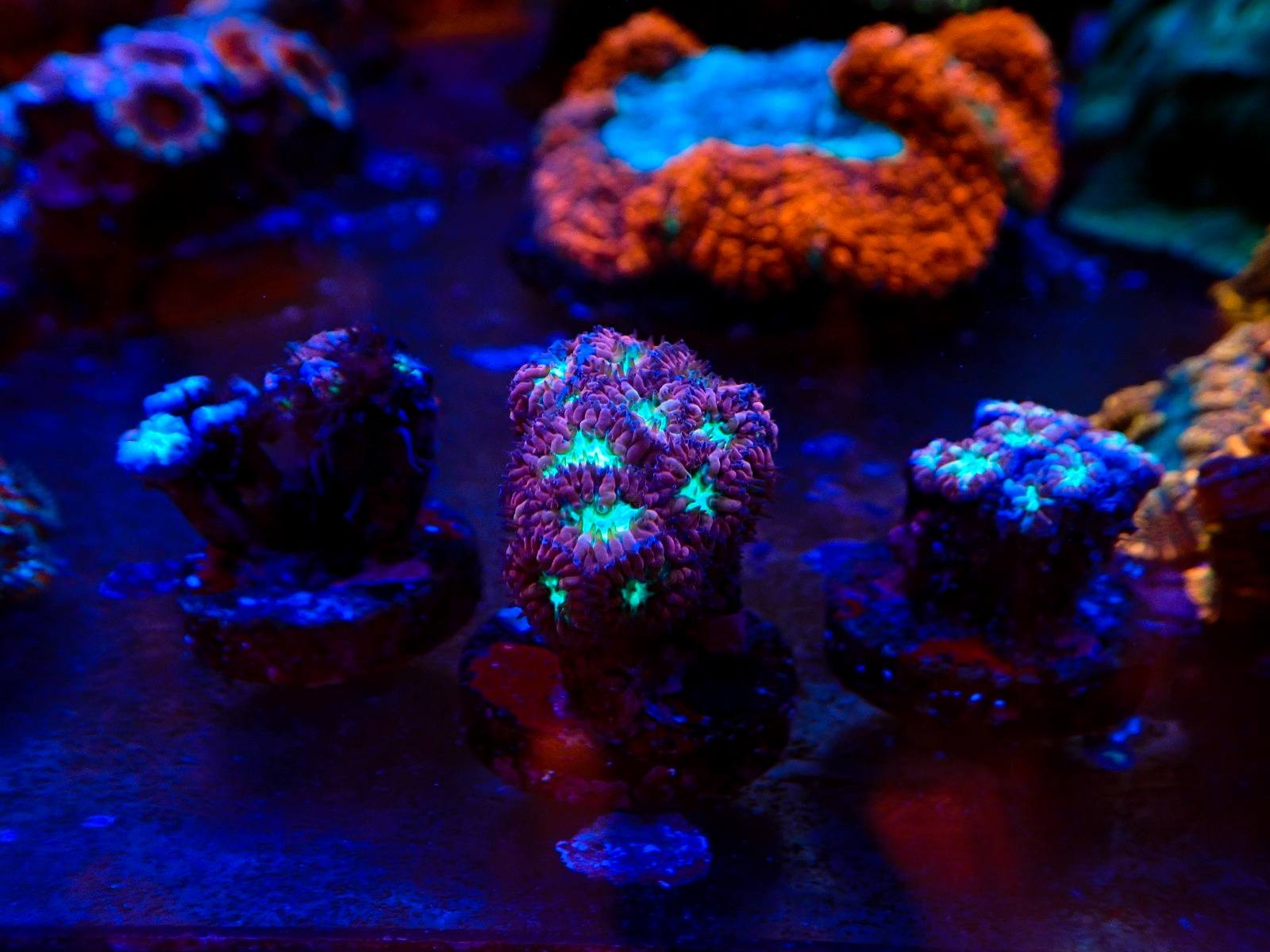 Tengeri akvárium új érkezők február 2026 8. hét