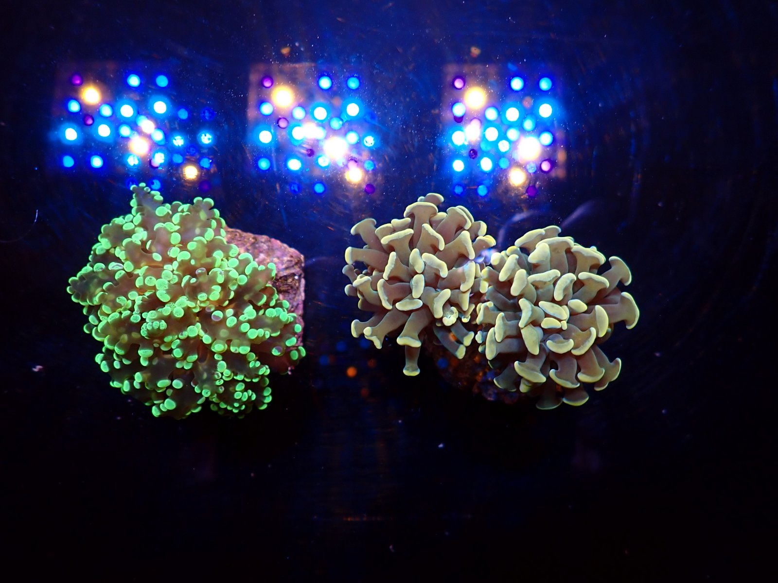 Tengeri korall friss érkezés március 2026 2. hét