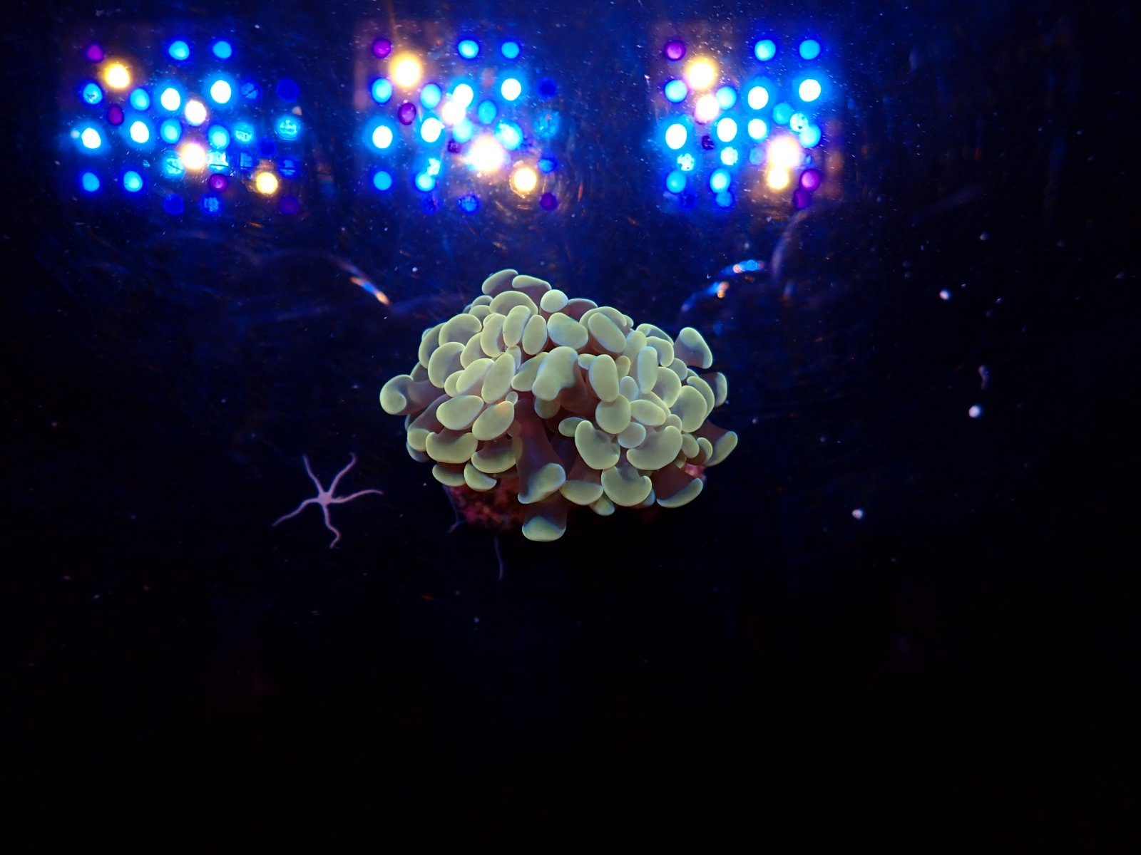 Tengeri hal új szállítmány március 2026 2. hét