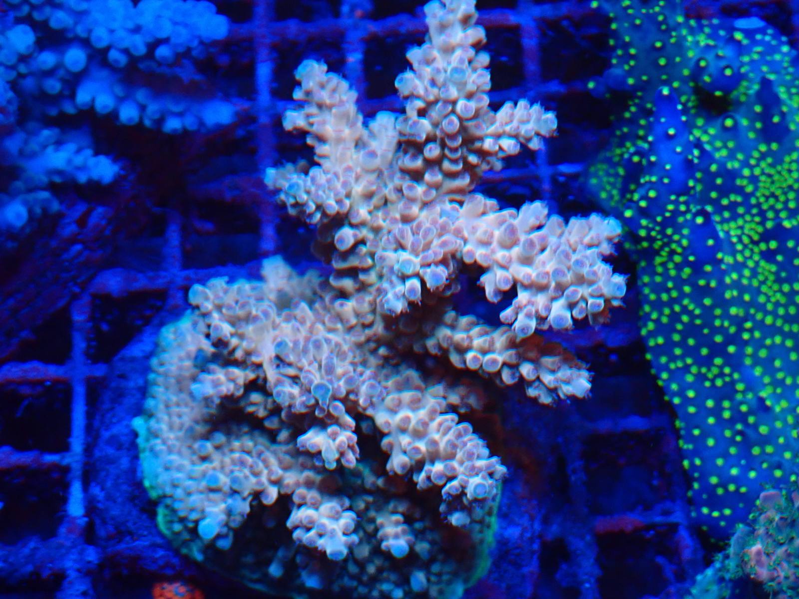 LPS korall friss március 2026 2. hét