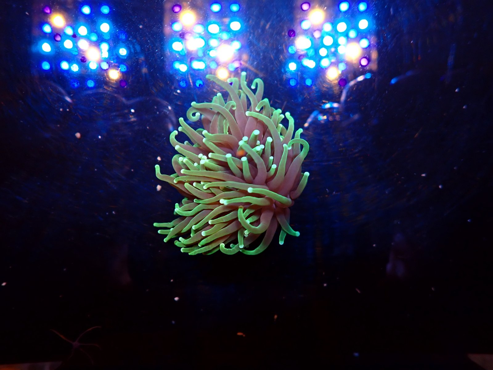 Trópusi tengeri hal most érkezett március 2026 2. hét