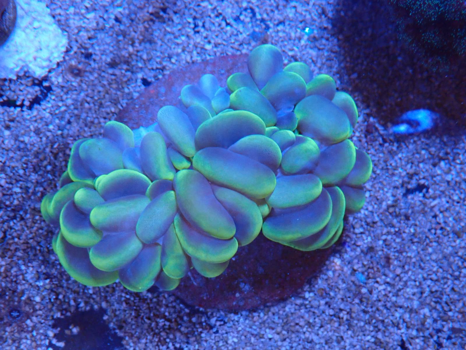 Egzotikus tengeri élőlény március 2026 2. hét