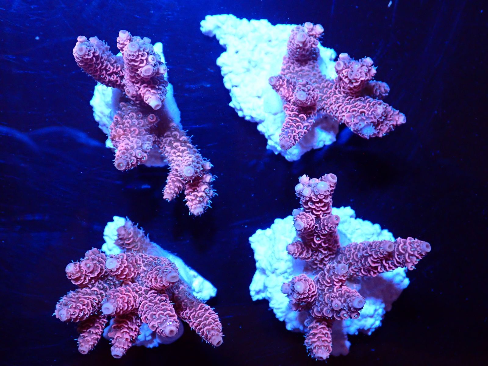 Kék tengeri hal friss érkezés március 2026 2. hét