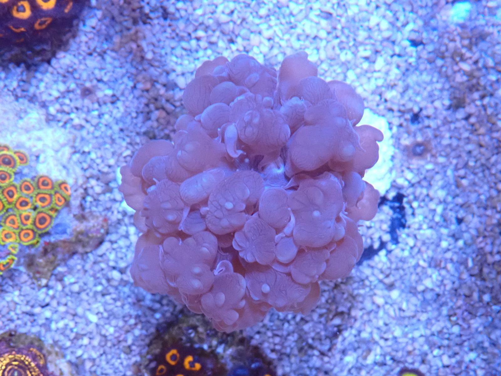 Tengeri anemóna 2. heti szállítmány március 2026