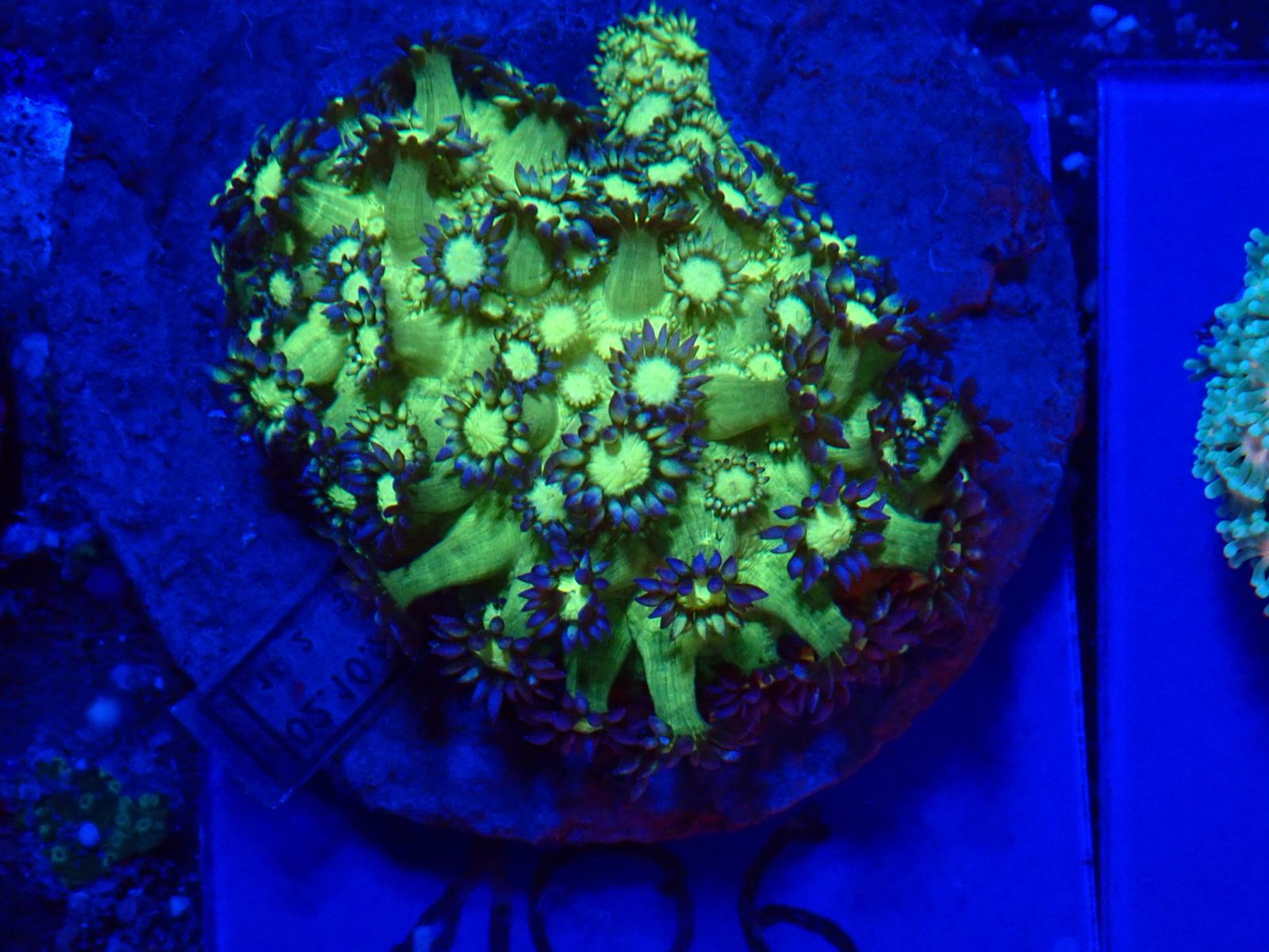 Sárga tengeri hal friss március 2026 2. hét