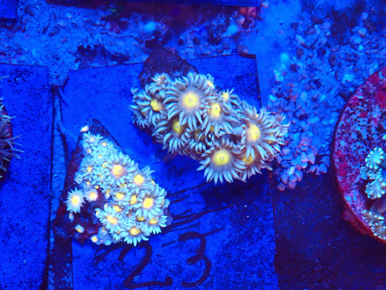 Narancs tengeri hal 2. hét 2026 március