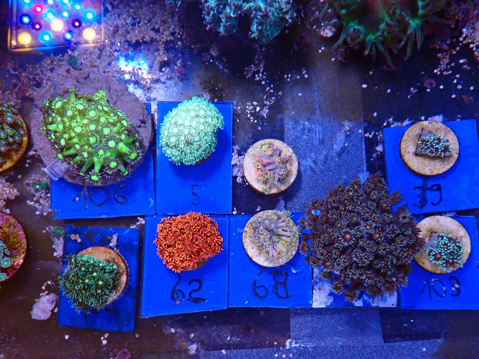 Nagy LPS korall telep 2. hét március 2026