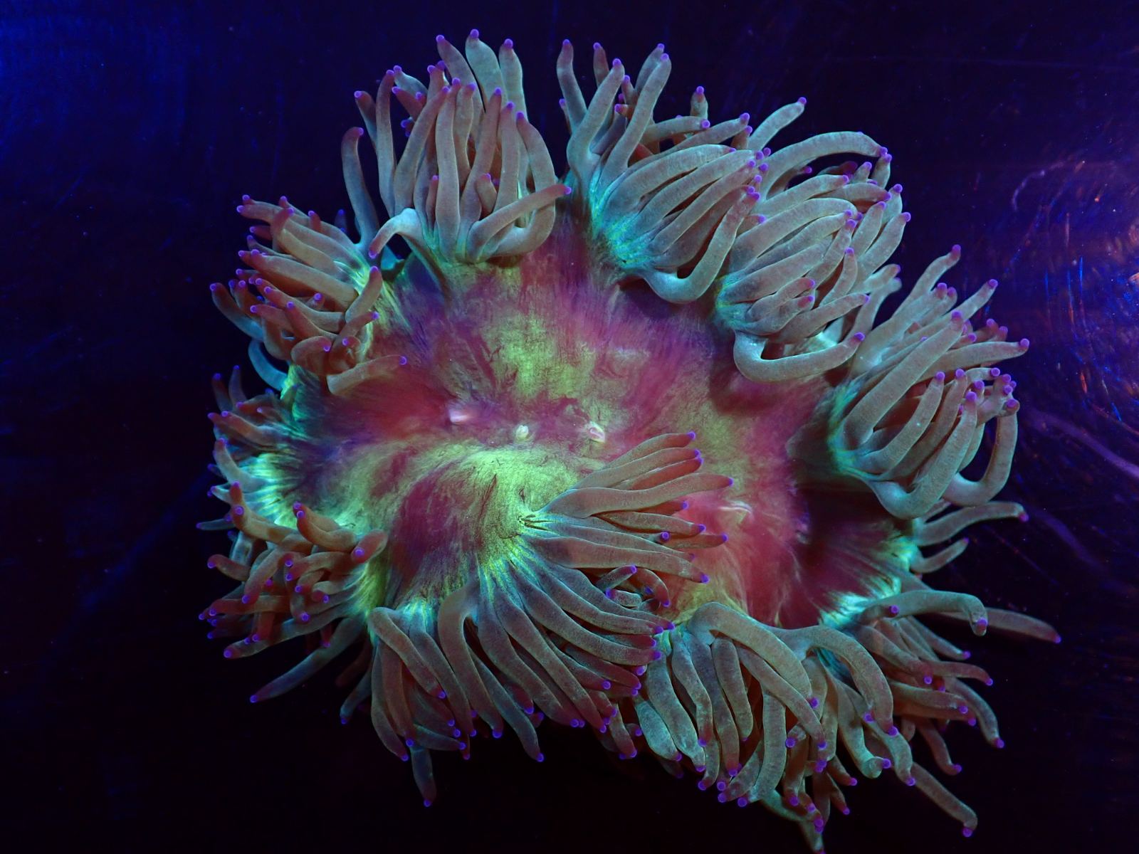 Különleges tengeri élőlény március 2026 2. hét