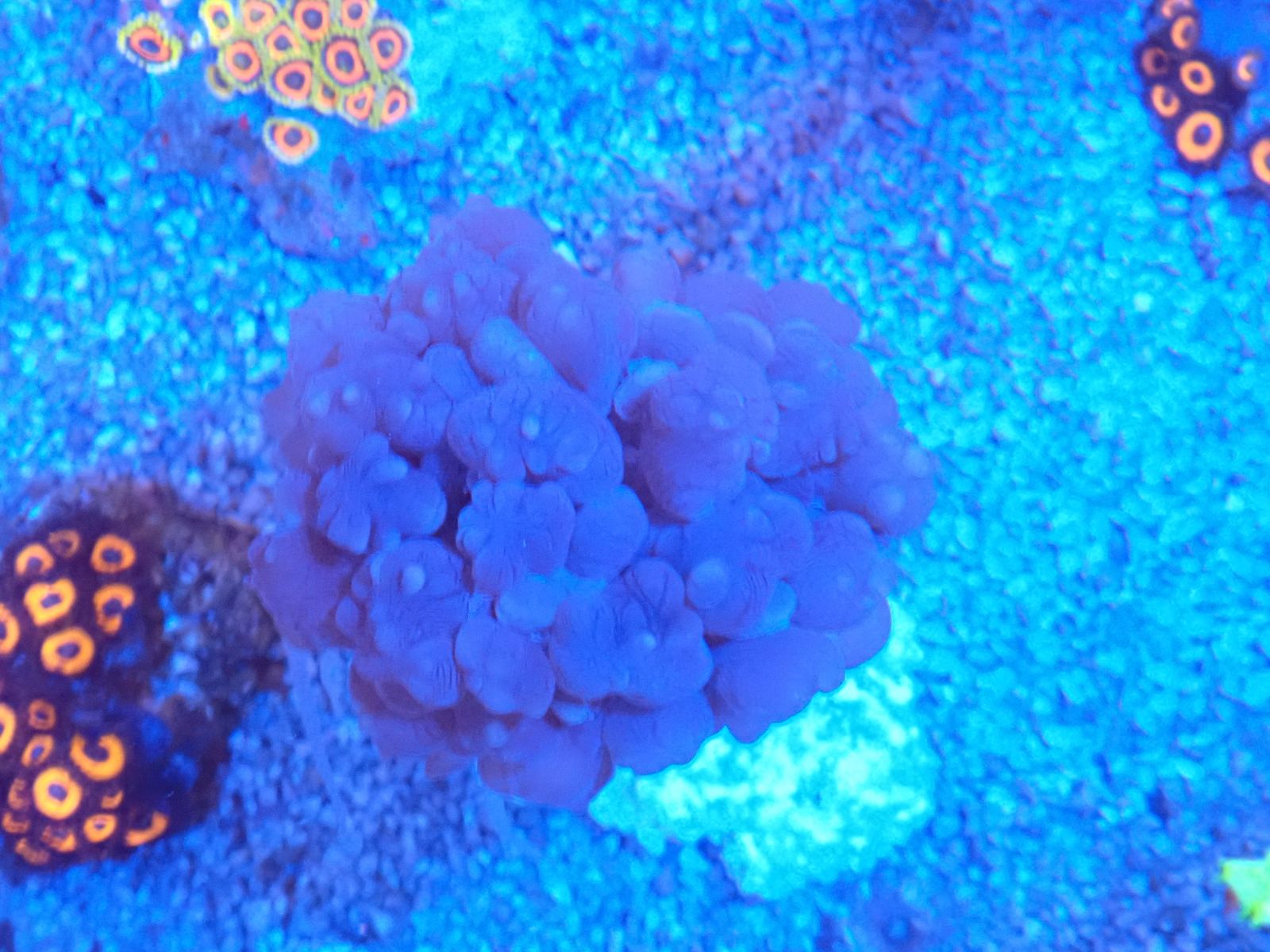 Piros tengeri hal friss március 2026 2. hét