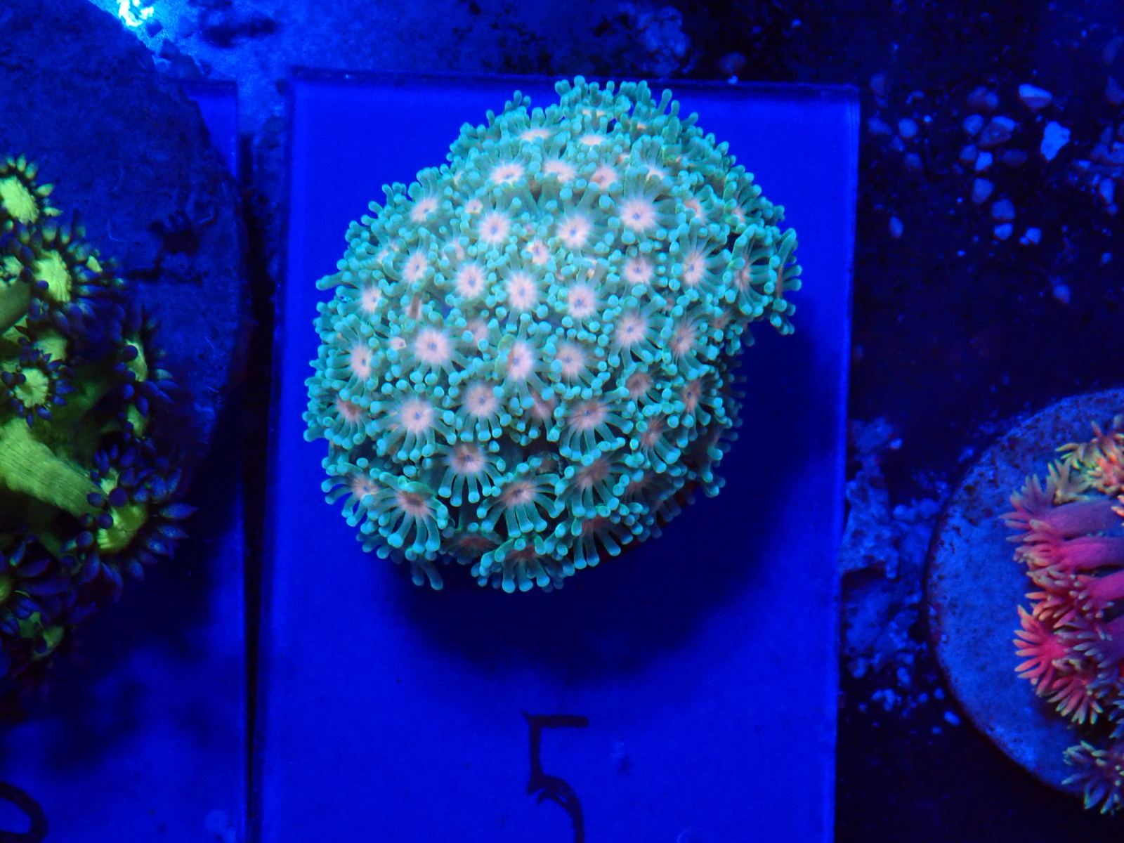 Zöld SPS korall március 2026 2. hét