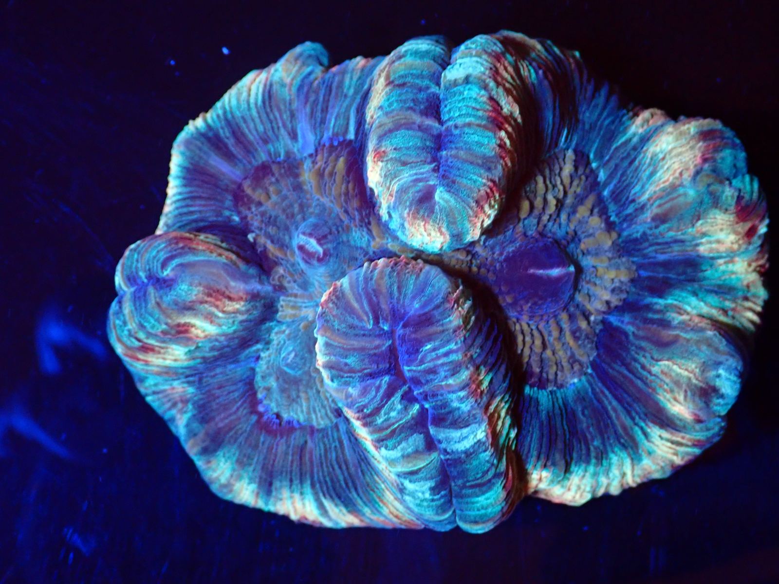 Lila tengeri korall 2. heti érkezés március 2026