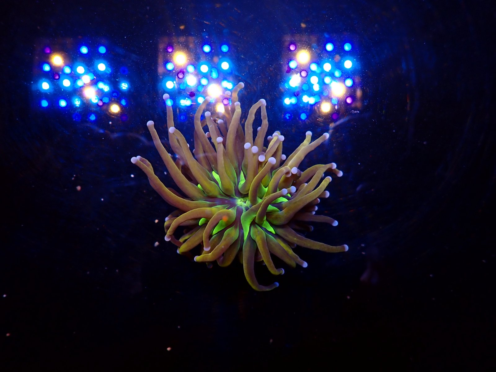 Kecses tengeri hal március 2026 2. hét