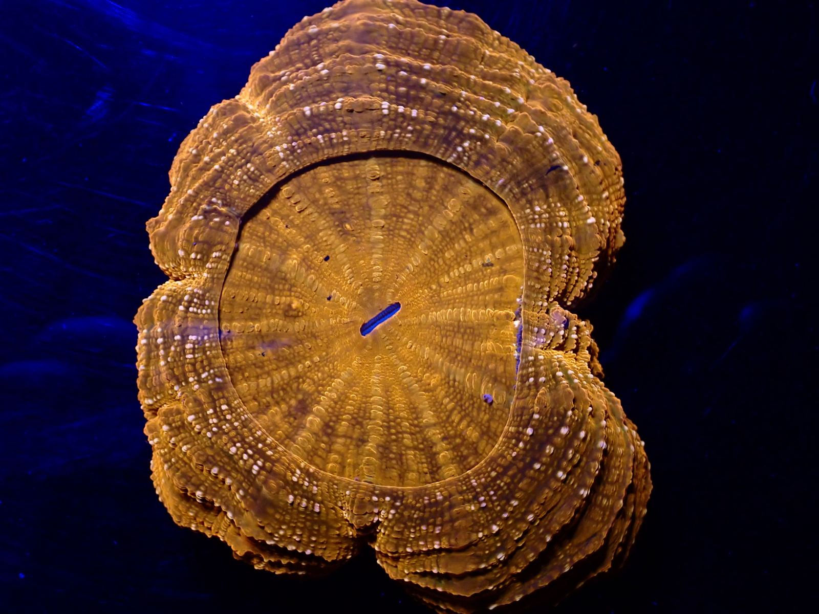 Fluoreszkáló korall március 2026 2. hét