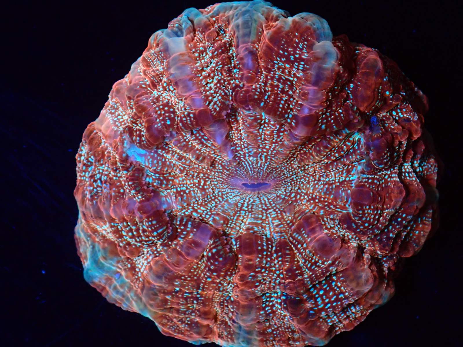 Tengeri hal vegyes fajták március 2026 2. hét