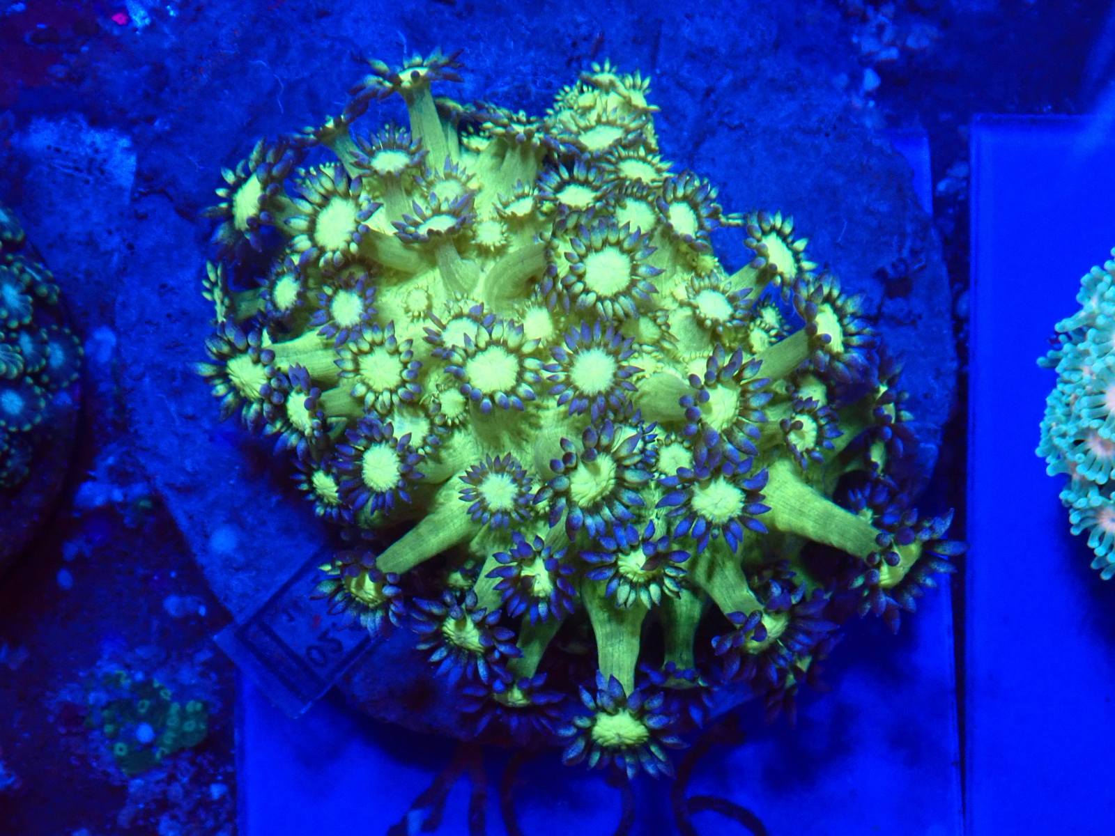 Vibráló színű korall 2. hét 2026 március