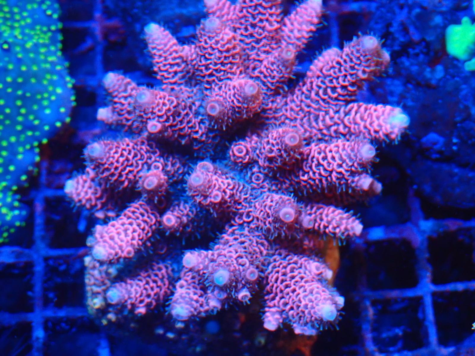 Trópusi tengeri élőlény friss március 2026 2. hét