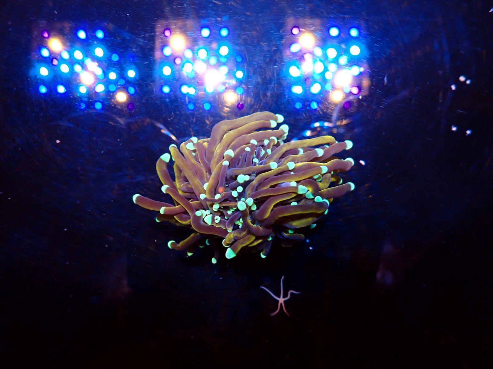 Tengeri akvárium új érkezők március 2026 2. hét