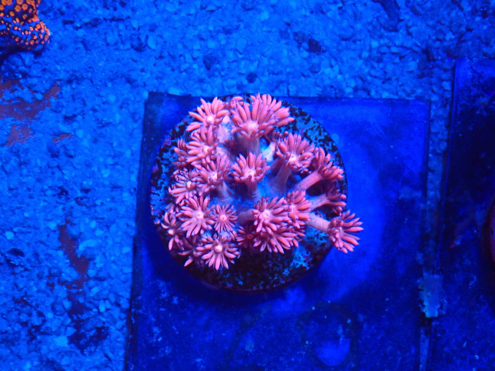 Korall friss érkezés március 2026 2. hét