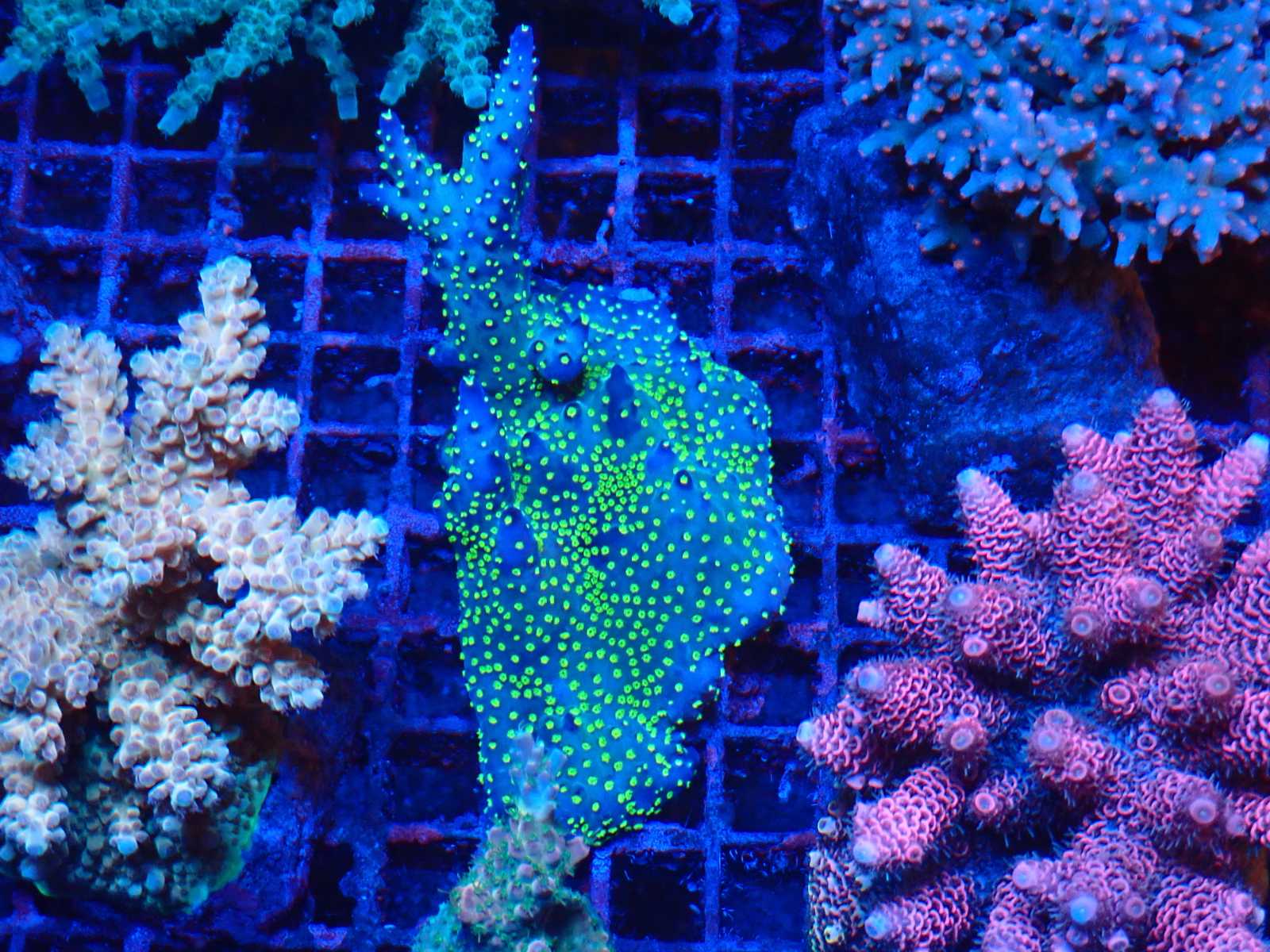 Tengeri hal március 2026 2. heti szállítmány