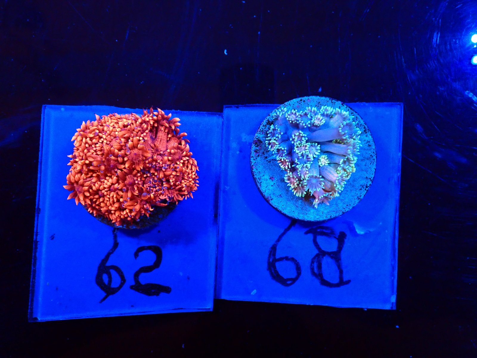 Élőlény korall március 2026 2. hét