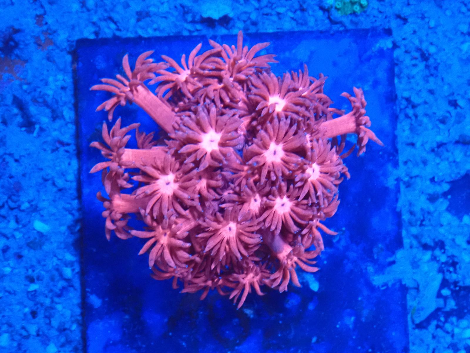 Friss SPS korall március 2026 2. hét