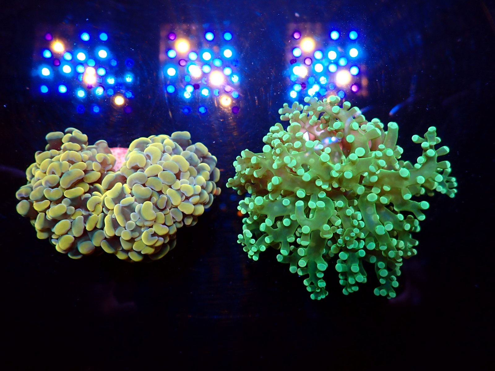 Puhatestű tengeri állat március 2026 2. hét